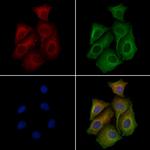 MAP2K1/MAP2K2 Antibody in Immunocytochemistry (ICC/IF)