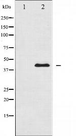 MAP2K1/MAP2K2 Antibody in Western Blot (WB)