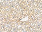 MUT Antibody in Immunohistochemistry (Paraffin) (IHC (P))