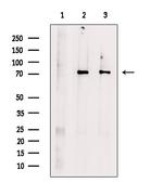 MUT Antibody in Western Blot (WB)