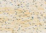 MID1IP1 Antibody in Immunohistochemistry (Paraffin) (IHC (P))