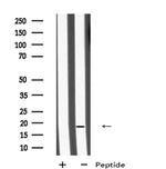 MID1IP1 Antibody in Western Blot (WB)