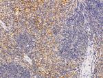 MIS12 Antibody in Immunohistochemistry (Paraffin) (IHC (P))