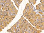 MIS12 Antibody in Immunohistochemistry (Paraffin) (IHC (P))