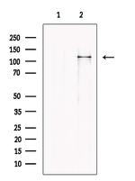 MOV10 Antibody in Western Blot (WB)