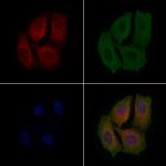 MRPL19 Antibody in Immunocytochemistry (ICC/IF)