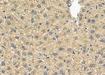 MRPL19 Antibody in Immunohistochemistry (Paraffin) (IHC (P))