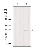 MRPL19 Antibody in Western Blot (WB)