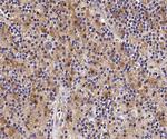 MST1 (STK4) Antibody in Immunohistochemistry (Paraffin) (IHC (P))