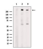 MUC5AC Antibody in Western Blot (WB)