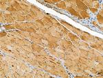 CRYM Antibody in Immunohistochemistry (Paraffin) (IHC (P))