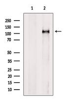 MVP Antibody in Western Blot (WB)