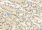 MYBPC3 Antibody in Immunohistochemistry (Paraffin) (IHC (P))