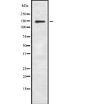 MYBPC3 Antibody in Western Blot (WB)