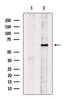 MYOD Antibody in Western Blot (WB)