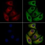 NAPE PLD Antibody in Immunocytochemistry (ICC/IF)