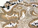 SCN10A Antibody in Immunohistochemistry (Paraffin) (IHC (P))