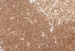 NCOA4 Antibody in Immunohistochemistry (Paraffin) (IHC (P))