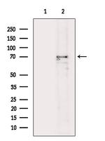 NCOA4 Antibody in Western Blot (WB)