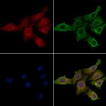 NKp46 (CD335) Antibody in Immunocytochemistry (ICC/IF)