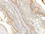 Nesprin 1 Antibody in Immunohistochemistry (Paraffin) (IHC (P))