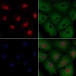 NeuN Antibody in Immunocytochemistry (ICC/IF)