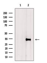 NeuN Antibody in Western Blot (WB)