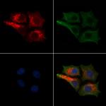 NF-H Antibody in Immunocytochemistry (ICC/IF)