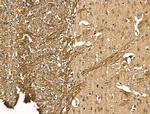 NF-H Antibody in Immunohistochemistry (Paraffin) (IHC (P))