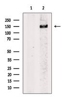 NF-H Antibody in Western Blot (WB)