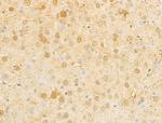 NRGN Antibody in Immunohistochemistry (Paraffin) (IHC (P))