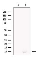 NRGN Antibody in Western Blot (WB)