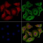 NNAT Antibody in Immunocytochemistry (ICC/IF)