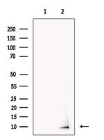 NNAT Antibody in Western Blot (WB)