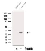 Neutrophil elastase Antibody in Western Blot (WB)