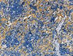 CHRNA7 Antibody in Immunohistochemistry (Paraffin) (IHC (P))