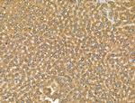 CHRNA7 Antibody in Immunohistochemistry (Paraffin) (IHC (P))