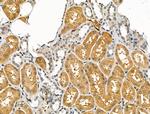 CHRNA7 Antibody in Immunohistochemistry (Paraffin) (IHC (P))