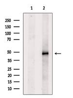 CHRNA7 Antibody in Western Blot (WB)