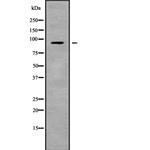 Neuroligin 2 Antibody in Western Blot (WB)