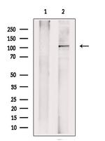 NLRP3 Antibody in Western Blot (WB)