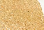 NLRP3 Antibody in Immunohistochemistry (Paraffin) (IHC (P))