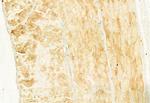 NLRP3 Antibody in Immunohistochemistry (Paraffin) (IHC (P))