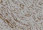 TR2 Antibody in Immunohistochemistry (Paraffin) (IHC (P))