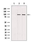 NSUN2 Antibody in Western Blot (WB)