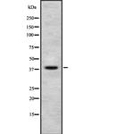 NUDC Antibody in Western Blot (WB)