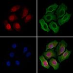 NUP153 Antibody in Immunocytochemistry (ICC/IF)