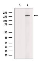 NUP153 Antibody in Western Blot (WB)