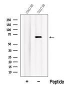 Nurr1 Antibody in Western Blot (WB)