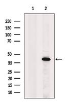 OGG1 Antibody in Western Blot (WB)